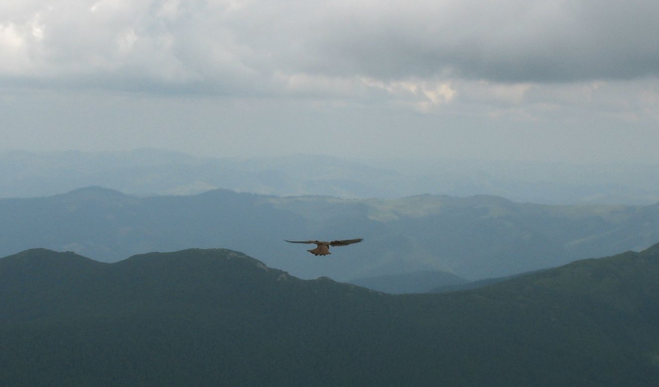 bird in Carpathians